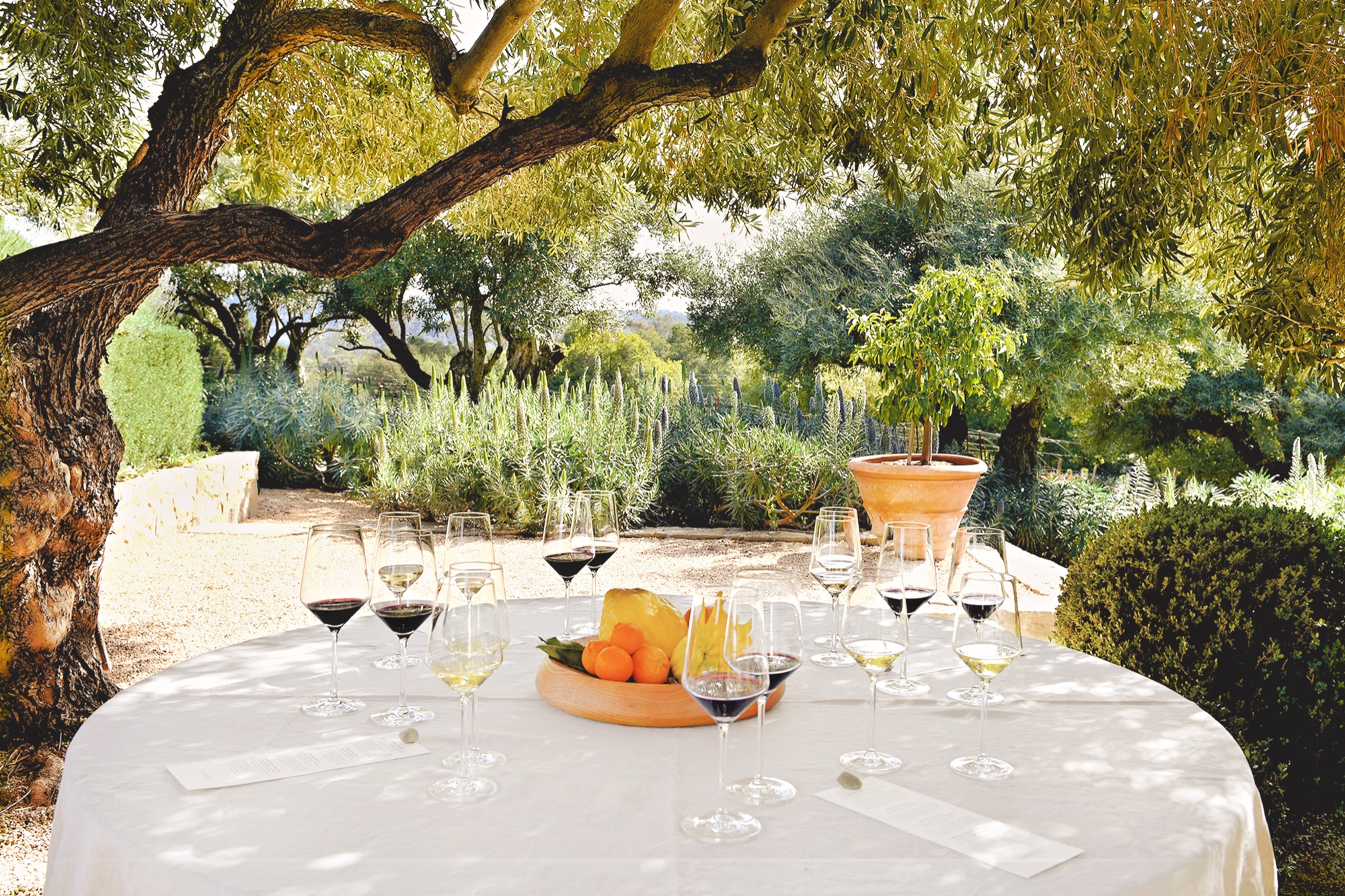 Tasting pergola under the olive tree